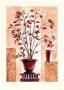 Rose Hip by Renate Holzner Limited Edition Print