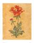 Oriental Poppy by Lee Jamieson Limited Edition Print