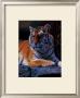 Bengal Tiger by Daniel Smith Limited Edition Print