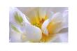 Tulipa White by Barbara Bordnick Limited Edition Pricing Art Print