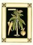 Paradise Palm Vi by Deborah Bookman Limited Edition Print