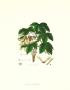 Sycamore Tree by John Miller (Johann Sebastien Mueller) Limited Edition Pricing Art Print