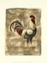Tuscany Rooster I by Deborah Bookman Limited Edition Print