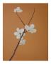 Blossom I by Anna Van Zwol Limited Edition Print