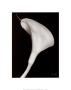 Arum Lily Ii by Bruce Rae Limited Edition Pricing Art Print