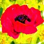 Pink Poppy by Yvonne Dulac Limited Edition Pricing Art Print