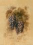 Pinot Noir Grapes by Danhui Nai Limited Edition Pricing Art Print