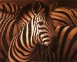 Zebra Grande by T. C. Chiu Limited Edition Print