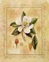 Magnolia Grandiflora by Tara Blomquist Limited Edition Pricing Art Print