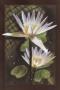 Water Lily Ii by Noah Limited Edition Print