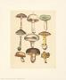 Mushrooms by Cawler Limited Edition Print