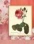 Shabby Chic Rose Ii by Mary Elizabeth Limited Edition Print