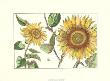 Sunflower Stars Ii by Crispijn De Passe Limited Edition Print