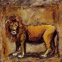 Safari Lion by Tara Gamel Limited Edition Pricing Art Print