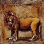 Safari Lion by Tara Gamel Limited Edition Print