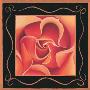 Orange Rose by Jane Nassano Limited Edition Pricing Art Print