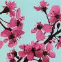 Cherry Blossom by Christophe Szkudlarek Limited Edition Print