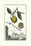 Limon Da Calabria by Johann Christof Volckamer Limited Edition Pricing Art Print