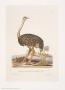 Ostrich by George Wolfgang Knorr Limited Edition Print