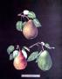 Pear by George Brookshaw Limited Edition Pricing Art Print