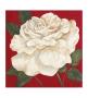Rosa Blanca Ii by Judy Shelby Limited Edition Print