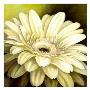 Daisy Portrait by Lisa Audit Limited Edition Print
