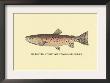 The Red Throat Trout by H.H. Leonard Limited Edition Pricing Art Print