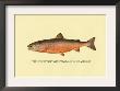 The Sunapee Trout by H.H. Leonard Limited Edition Pricing Art Print