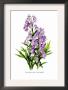 Aconitum Fischeri by H.G. Moon Limited Edition Pricing Art Print