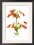 Lilium Grayi by H.G. Moon Limited Edition Pricing Art Print