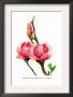 Magnolia Rustica: Fl. Rubra by H.G. Moon Limited Edition Print