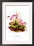 Shortia Galacifolia by H.G. Moon Limited Edition Print