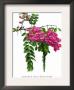Robinia Neo-Mexicana by H.G. Moon Limited Edition Print