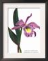 Laelio-Cattleya Empress Of Russia by H.G. Moon Limited Edition Print
