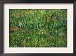 Patch Of Grass by Vincent Van Gogh Limited Edition Print