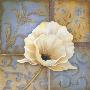 White Poppy by Kim Lewis Limited Edition Print
