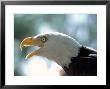 Profile Of American Bald Eagle by Carl & Ann Purcell Limited Edition Print