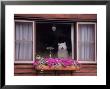 Samoyed Puppy In Window Of Home by Frank Siteman Limited Edition Pricing Art Print