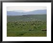 Grazing Sheep Near Lancaster, Pa by Michele Burgess Limited Edition Print