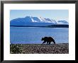 Silhouetted Grizzly Bear Walking Near Water by Robert Franz Limited Edition Print