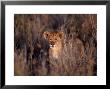 African Lion Cub, Panthera Leo, Tanzania by Robert Franz Limited Edition Pricing Art Print