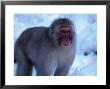 Japanese Macaque, Hell Valley, Nagano, Japan by Ralph Reinhold Limited Edition Print