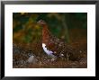 Ptarmigan, Alaska State Bird, Denali National Park In Autumn by Hal Gage Limited Edition Print