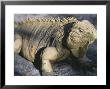 Iguana by Derek Cole Limited Edition Print