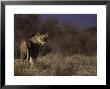 African Lion, Panthera Leo by Robert Franz Limited Edition Print