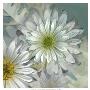 Daisy Garden I by Francine Funke Limited Edition Pricing Art Print