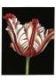 Vibrant Tulips Ii by Ethan Harper Limited Edition Pricing Art Print