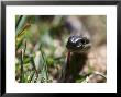Garter Snake Close-Up In Grass, Bothell, Wa by Jim Corwin Limited Edition Print