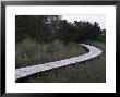 Drummond Point Park Nature Trail, Amelia Island by Jeff Greenberg Limited Edition Print