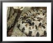 Western Pigmy Rattlesnake, Sistrurus Miliarius by Larry F. Jernigan Limited Edition Print